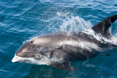 В Финском заливе появились дельфины