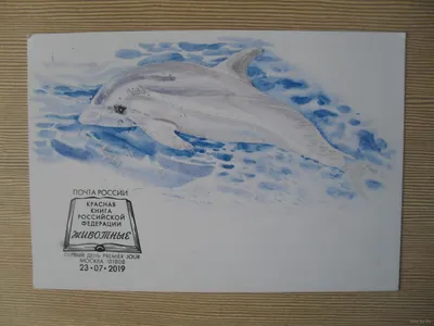 Беломордый дельфин - 71 фото