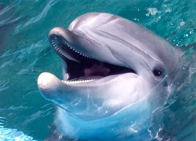 Дельфин беломордый, или белоносый дельфин, также известен как дельфин  Белуха (Delphinapterus leucas) | ВКонтакте