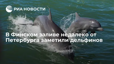 Беломордый дельфин - картинки и фото poknok.art