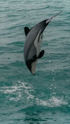 Беломордый Дельфин арт - 70 фото