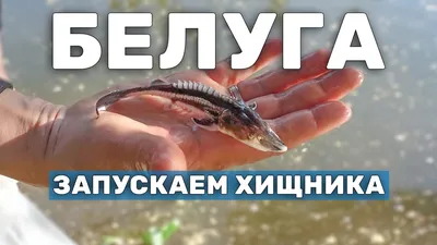 Зарыбление осетром и белугой. Новости с водоёмов в Подмосковье.