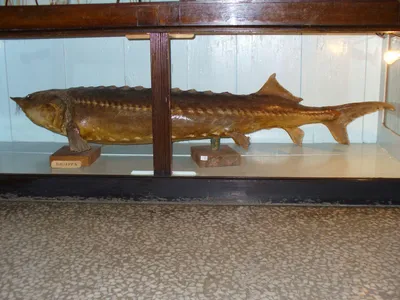 Огромная рыба белуга, размером с …» — создано в Шедевруме