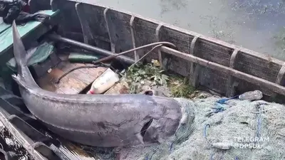 Гигантскую 200-килограммовую белугу выловили из реки Урал в Казахстане | ИА  Красная Весна