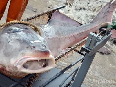 Белуга или царь-рыба | Пикабу