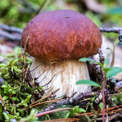 Белый гриб настоящий (Boletus edulis) – Грибы Сибири