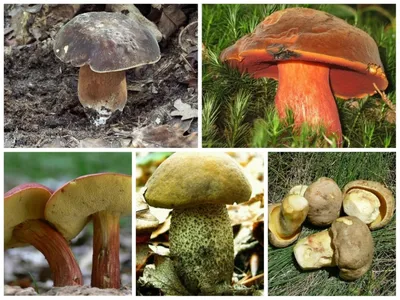 Белый гриб сосновый (лат. Boletus pinophilus)