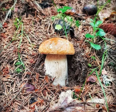 Бумага». «Сезон уже начался» 🍄. «Бумага»