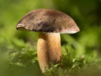 Boletus reticulatus, Белый гриб сетчатый