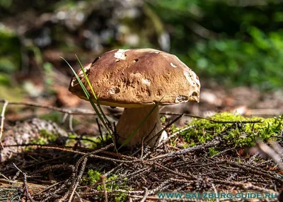 Белый гриб (Boletus edulis) | Грибы, Белый гриб, Дерево