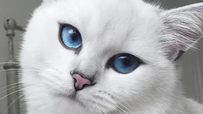 Белые кошки с голубыми глазами фото фото