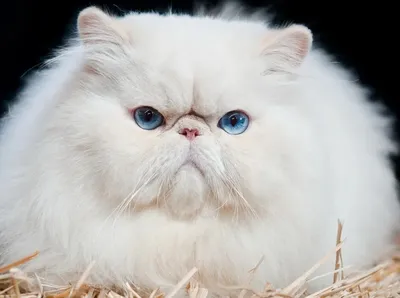 Породы кошек с голубыми глазами | Часть 2: белоснежки и мутанты - Питомцы  Mail.ru