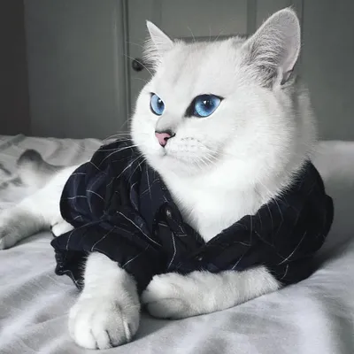 Кошки с синими глазами - 73 фото
