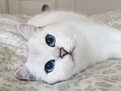 Белая кошка с голубыми глазами это…» — создано в Шедевруме