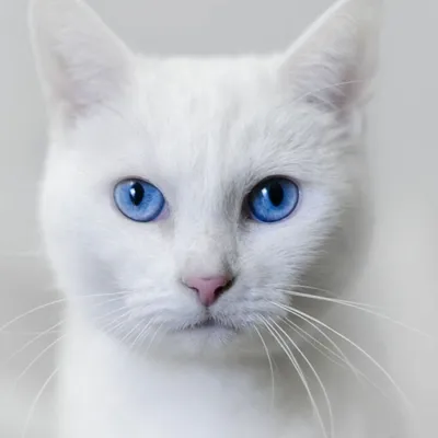 Белый котенок с голубыми глазами порода - 80 фото