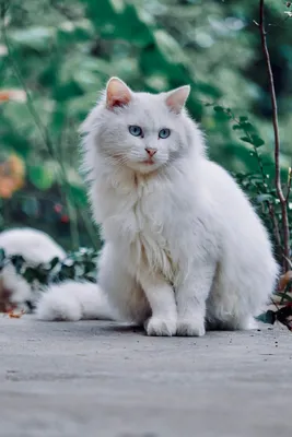 Белая шиншилла кошка с голубыми глазами - 80 фото