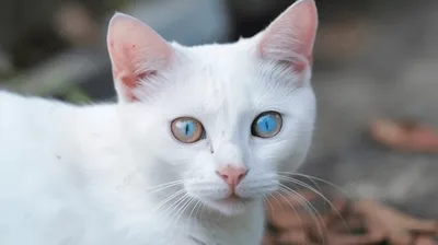 Белая кошка с голубыми глазами - 8 пород