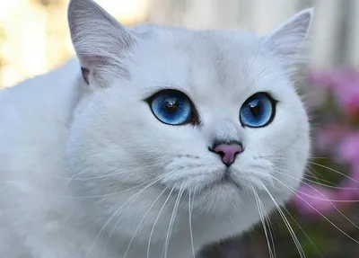 красивый портрет белой кошки с голубыми глазами Стоковое Фото - изображение  насчитывающей волосы, фронт: 221050720
