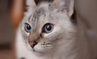 Белый кот с голубыми глазами порода (31 лучших фото)