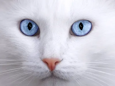 Белый кот с голубыми глазами с …» — создано в Шедевруме