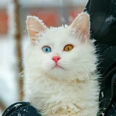 Ветеринарная клиника Анималия - Animalia - Белая, значит, глухая? Иногда  кошки бывают просто красавицы - беленькая шерстка в сочетании с голубыми  глазами! Однако, некоторые привыкли считать, что это признак альбинизма. Ни  в
