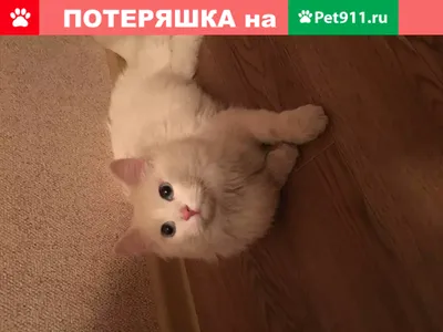 Пропал белый кот с голубыми глазами в Сухиничах, ПЛ 17. | Pet911.ru