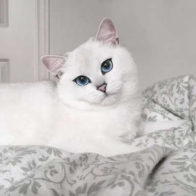 Белая пушистая кошка с голубыми глазами - 76 фото