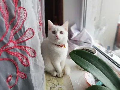 Белый кот с голубыми глазами» — создано в Шедевруме