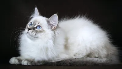 белая кошка с голубыми глазами порода Ангоры лежит на розовом одеяле и  смотрит в сторону. милый пушистый белый кот Стоковое Фото - изображение  насчитывающей глаза, смотреть: 240436888