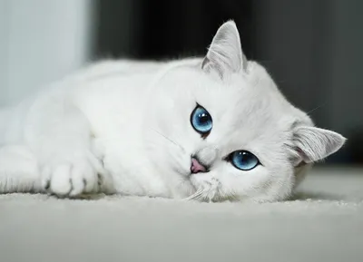 Белая британская кошка с голубыми глазами - 68 фото