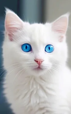 Пушистые серые кошки с голубыми глазами - 72 фото
