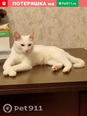 Белый кот с голубыми глазами сидит на кафельном полу. | Премиум Фото