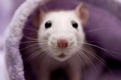 Белые крысы лаборатории (альбиноса) Стоковое Изображение - изображение  насчитывающей ангстрома, акриловые: 55691185