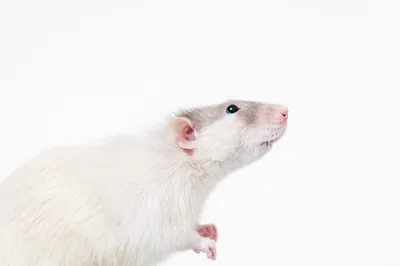 Белая крыса с красными глазами порода - 65 фото