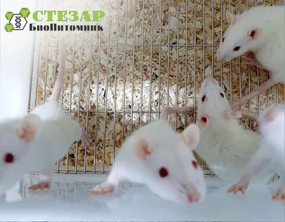 К чему снится белая крыса — сонник: белая крыса во сне | WDAY