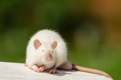 Крупный план домашней белой крысы, поедающей хлеб., Стоковое видео - Envato  Elements