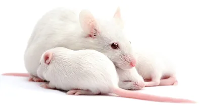 Такие домашние лабораторные крысы | Увлеченные люди | Дзен