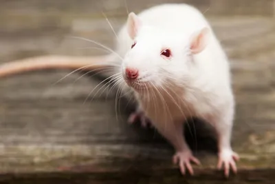 Белые крысы закурили сигареты прямо …» — создано в Шедевруме