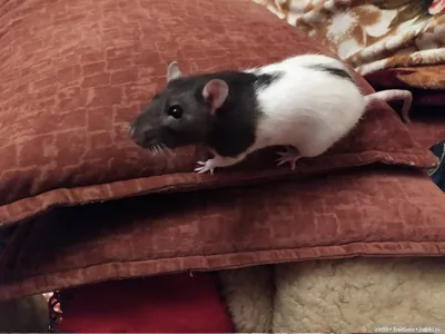 Домашняя белая крыса ест семена, Stock Footage Включая: крыса и белая крыса  - Envato Elements
