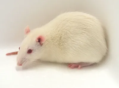 Белые крысы лаборатории (альбиноса) Стоковое Фото - изображение  насчитывающей отечественно, ген: 55691364