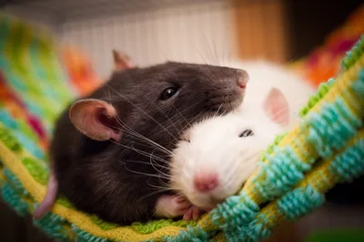 Две черно-белые крысы дамбо играют на розовом фоне, любят крысы, милые  домашние животные | Премиум Фото