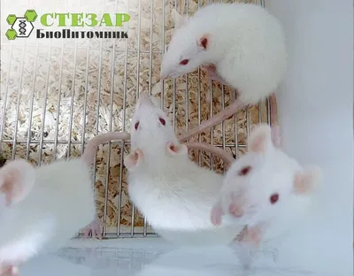 Нелинейные крысы – идеальный объект для проведения исследований и опытов -  БиоПитомник СТЕЗАР