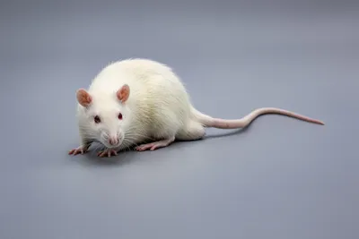 крысы белые стоковое изображение. изображение насчитывающей мышь - 6562949