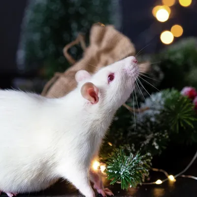 Белые домашние крысы Stock Photo | Adobe Stock