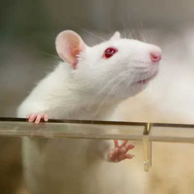 Две белые крысы милашки с красными…» — создано в Шедевруме
