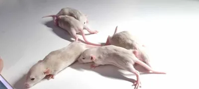 Крысы линейные Wistar - купить с доставкой по России - БиоПитомник СТЕЗАР