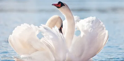 Белые лебеди были найдены на …» — создано в Шедевруме