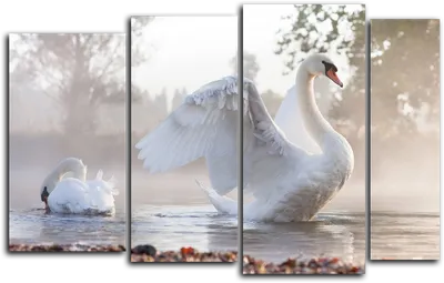 Картинка Белые лебеди » Лебеди » Птицы » Животные » Картинки 24 - скачать  картинки бесплатно