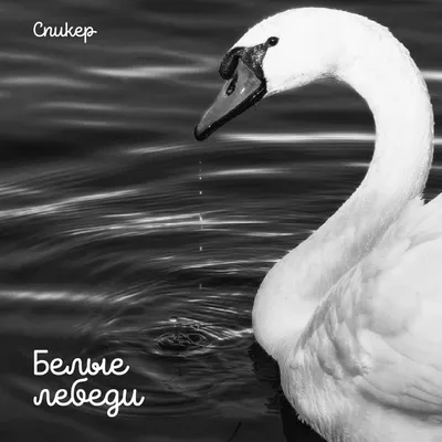 На Белый пруд вернулись белые лебеди | 27.04.2022 | Сергиев Посад -  БезФормата