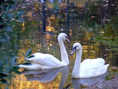 Лучшие фото (200 000+) по запросу «Белые Лебеди» · Скачивайте совершенно  бесплатно · Стоковые фото Pexels